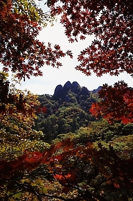 포토 JPG 주간 나무 식물 사계절 계절 단풍 잎 자연 하늘 단풍나무 나뭇잎 산 풍경 사람없음 야외 가을풍경 가을 정상 산봉우리 국내포토 자연요소 생태계 봉우리 파일형식 가을_계절