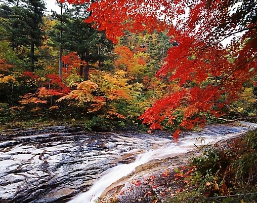 포토 JPG 주간 나무 식물 사계절 계절 단풍 잎 자연 단풍나무 나뭇잎 산 풍경 사람없음 야외 물 가을풍경 계곡 가을 국내포토 자연요소 생태계 파일형식 가을_계절