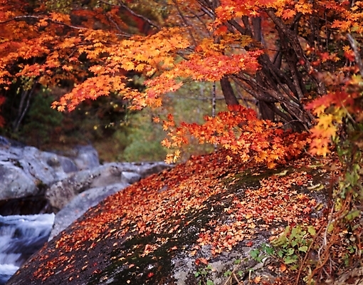 포토 JPG 주간 나무 식물 사계절 계절 단풍 낙엽 잎 자연 단풍나무 나뭇잎 풍경 사람없음 야외 가을풍경 계곡 가을 국내포토 자연요소 생태계 파일형식 가을_계절