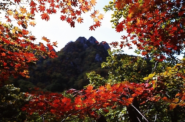 포토 JPG 주간 나무 식물 사계절 계절 단풍 잎 자연 하늘 단풍나무 나뭇잎 산 풍경 사람없음 야외 가을풍경 가을 정상 산봉우리 국내포토 자연요소 생태계 봉우리 파일형식 가을_계절