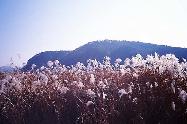 포토 JPG 주간 식물 사계절 계절 자연 하늘 산 갈대 풍경 초원 사람없음 야외 가을풍경 가을 억새 국내포토 자연요소 생태계 파일형식 가을_계절
