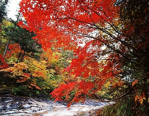 포토 JPG 주간 나무 식물 사계절 계절 단풍 잎 자연 단풍나무 나뭇잎 산 풍경 사람없음 야외 물 가을풍경 계곡 가을 국내포토 자연요소 생태계 파일형식 가을_계절