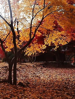 포토 JPG 주간 나무 식물 사계절 계절 단풍 낙엽 잎 자연 단풍나무 나뭇잎 풍경 사람없음 야외 가을풍경 가을 국내포토 자연요소 생태계 파일형식 가을_계절