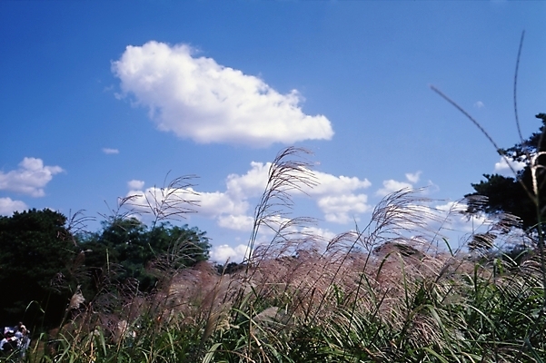 포토 JPG 주간 식물 구름 사계절 계절 자연 하늘 산 갈대 풍경 사람없음 야외 가을풍경 가을 억새 국내포토 자연요소 생태계 파일형식 가을_계절