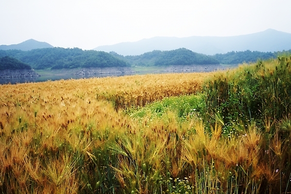 포토 JPG 주간 식물 사계절 계절 밭 자연 산 풍경 사람없음 야외 강 가을풍경 가을 농촌 보리 보리밭 국내포토 자연요소 농업 곡류 시골 생태계 파일형식 가을_계절
