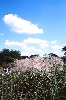 포토 JPG 주간 나무 식물 구름 자연 하늘 산 갈대 풍경 야외 가을풍경 가을 풀 숲 억새 국내포토 자연요소 계절 생태계 파일형식 가을_계절