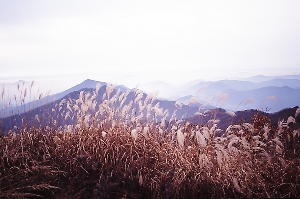 포토 JPG 주간 식물 사계절 계절 자연 하늘 산 갈대 풍경 사람없음 야외 가을풍경 가을 정상 억새 산봉우리 국내포토 자연요소 생태계 봉우리 파일형식 가을_계절