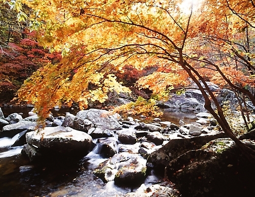 포토 JPG 주간 나무 식물 사계절 계절 단풍 잎 자연 단풍나무 나뭇잎 산 풍경 사람없음 야외 물 가을풍경 계곡 가을 돌_바위 바위 국내포토 자연요소 생태계 파일형식 가을_계절