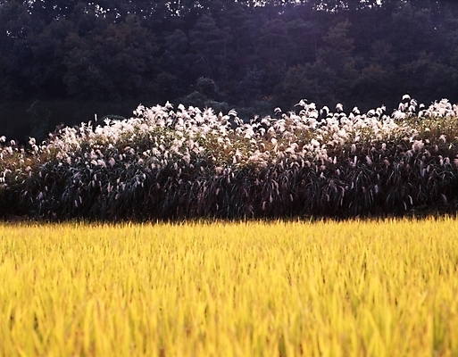 포토 JPG 주간 나무 식물 사계절 계절 꽃 농업 자연 논 갈대 풍경 사람없음 야외 가을풍경 벼 가을 농촌 숲 억새 국내포토 자연요소 산업 곡류 시골 생태계 파일형식 가을_계절