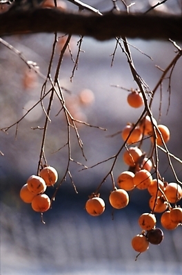 포토 JPG 주간 나무 식물 음식 과일 감 사람없음 야외 농작물 가을풍경 가을 나뭇가지 국내포토 자연요소 계절 농업 풍경 파일형식 가을_계절