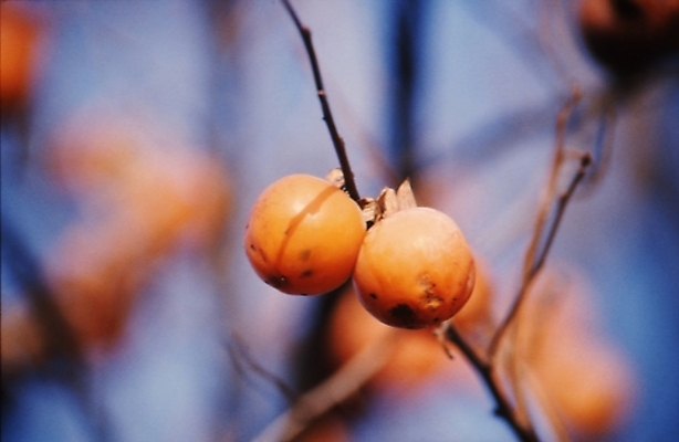 포토 JPG 주간 나무 식물 음식 과일 감 사람없음 야외 농작물 가을풍경 가을 나뭇가지 국내포토 자연요소 계절 농업 풍경 파일형식 가을_계절
