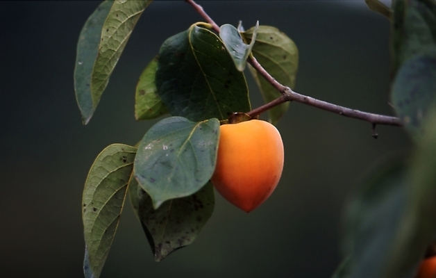 포토 JPG 나무 식물 사계절 계절 열매 음식 잎 과일 자연 나뭇잎 감 사람없음 가을풍경 가을 나뭇가지 감나무 국내포토 풍경 생태계 파일형식 가을_계절