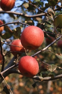 포토 JPG 주간 나무 식물 음식 과일 사람없음 야외 농작물 가을풍경 가을 사과 사과나무 국내포토 자연요소 계절 농업 풍경 파일형식 가을_계절