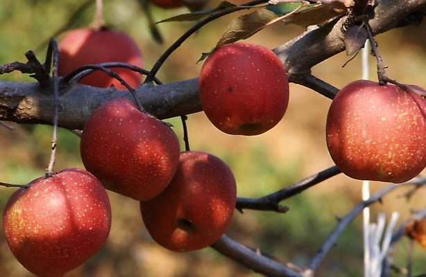 포토 JPG 주간 나무 식물 음식 과일 사람없음 야외 농작물 가을풍경 가을 나뭇가지 사과 사과나무 국내포토 자연요소 계절 농업 풍경 파일형식 가을_계절