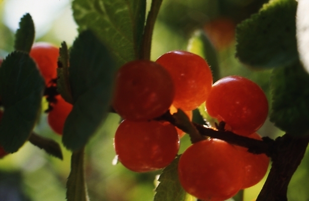 포토 JPG 나무 식물 음식 과일 나뭇잎 사람없음 가을풍경 가을 나뭇가지 앵두 앵두나무 국내포토 계절 열매 잎 풍경 파일형식 가을_계절