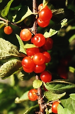 포토 JPG 식물 열매 음식 잎 과일 나뭇잎 사람없음 가을풍경 가을 나뭇가지 앵두 앵두나무 국내포토 나무 계절 풍경 파일형식 가을_계절