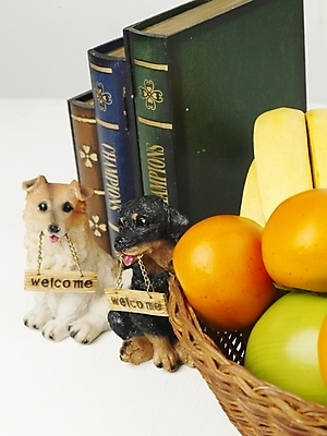 포토 JPG 스튜디오촬영 식물 인형 과일 디저트 감 사람없음 책 농작물 하이앵글 개 사과 오브젝트 과일바구니 풋사과 강아지인형 단감 국내포토 음식 뷰포인트 농업 포유류 실내 바구니 파일형식