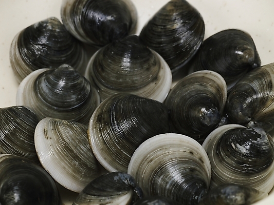 포토 JPG 스튜디오촬영 음식 식재료 조개 어패류 실내 근접촬영 사람없음 가무락 모시조개 국내포토 동물 뷰포인트 내부 파일형식