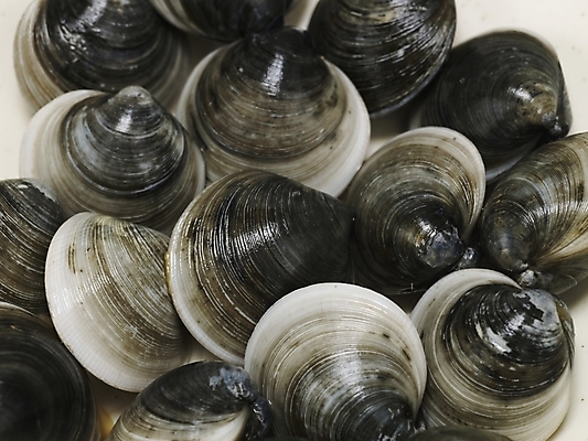 포토 JPG 음식 식재료 조개 어패류 근접촬영 사람없음 가무락 모시조개 국내포토 동물 뷰포인트 파일형식