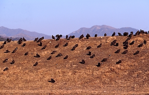 포토 JPG 주간 동물 조류 하늘 산 풍경 초원 사람없음 야외 독수리 국내포토 자연요소 파일형식