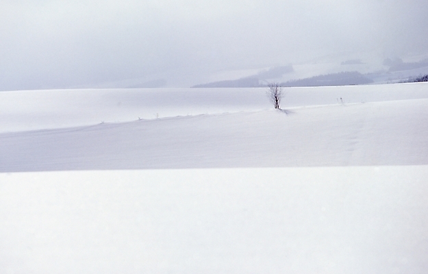 포토 JPG 주간 나무 설경 겨울 하늘 산 풍경 초원 사람없음 야외 눈 국내포토 자연요소 식물 계절 날씨 파일형식