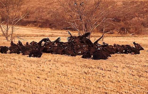 포토 JPG 주간 나무 식물 동물 척추동물 여러마리 조류 산 풍경 초원 사람없음 야외 독수리 국내포토 자연요소 다수 파일형식