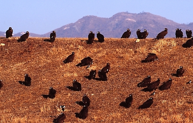 포토 JPG 주간 동물 척추동물 여러마리 조류 하늘 산 풍경 초원 사람없음 야외 독수리 국내포토 자연요소 다수 파일형식