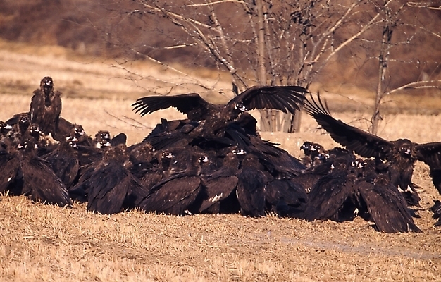 포토 JPG 주간 나무 식물 동물 척추동물 여러마리 조류 풍경 초원 사람없음 야외 독수리 국내포토 자연요소 다수 파일형식