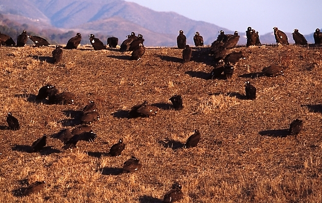 포토 JPG 주간 동물 여러마리 조류 하늘 산 풍경 초원 사람없음 야외 독수리 국내포토 자연요소 다수 파일형식