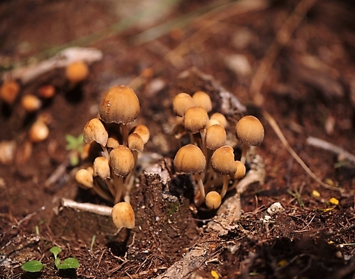 포토 JPG 주간 식물 음식 사람없음 야외 버섯 흙 풀 땅 야생버섯 국내포토 자연요소 파일형식