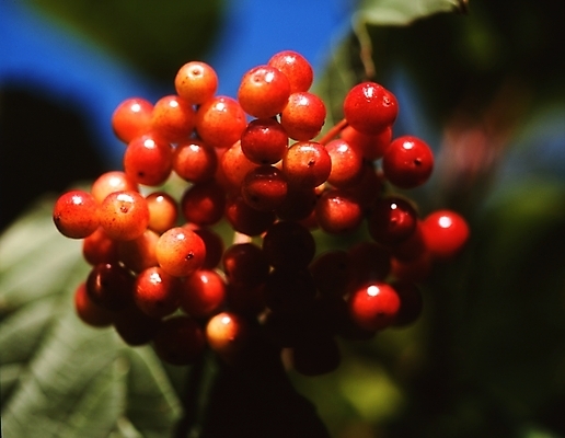 포토 JPG 주간 식물 열매 음식 과일 사람없음 야외 앵두 체리 국내포토 자연요소 파일형식