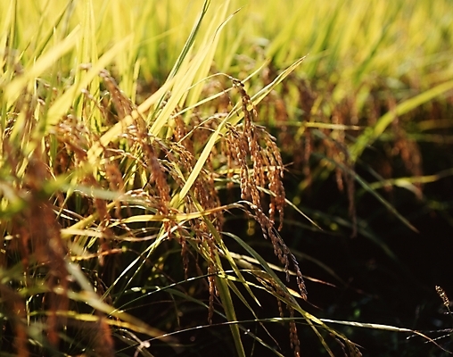 포토 JPG 주간 식물 음식 농업 논 초원 사람없음 야외 벼 가을 풀 국내포토 자연요소 계절 산업 곡류 파일형식