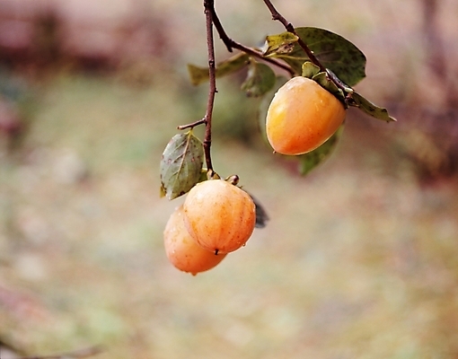 포토 JPG 주간 나무 식물 열매 줄기 잎 과일 나뭇잎 감 사람없음 야외 나뭇가지 국내포토 자연요소 파일형식