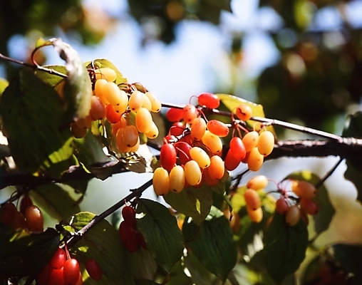 포토 JPG 주간 나무 식물 열매 줄기 잎 과일 나뭇잎 사람없음 야외 산수유 국내포토 자연요소 꽃 파일형식