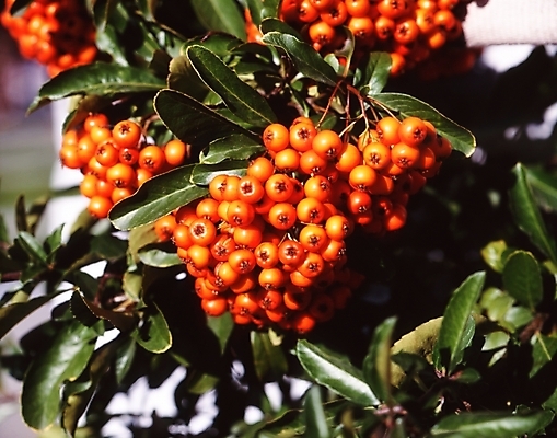 포토 JPG 주간 식물 열매 잎 나뭇잎 사람없음 피라칸타 국내포토 자연요소 파일형식