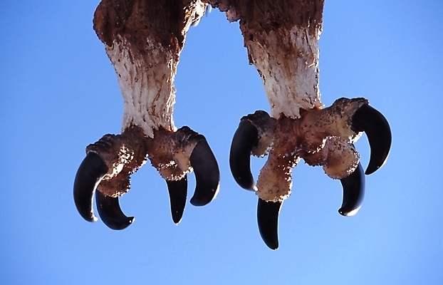 포토 JPG 주간 동물 척추동물 한마리 발 조류 사람없음 야외 다리 올빼미 발톱 국내포토 자연요소 1 신체부위 파일형식