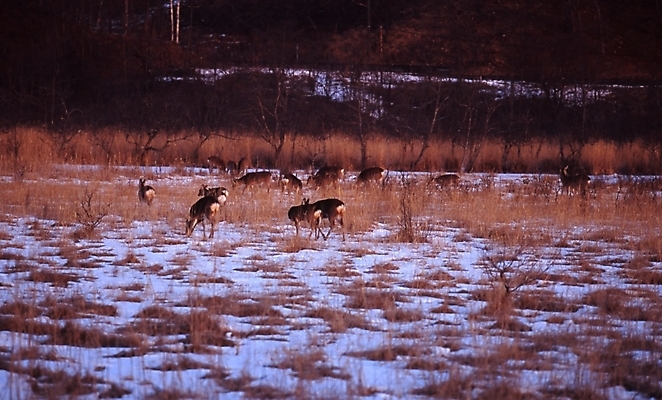 포토 JPG 주간 동물 겨울 사슴 산 풍경 초원 사람없음 야외 노루 국내포토 자연요소 계절 포유류 파일형식
