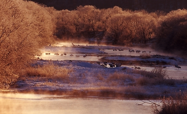 포토 JPG 주간 나무 동물 겨울 여러마리 조류 풍경 사람없음 야외 학 눈 숲 철새 국내포토 자연요소 식물 계절 다수 날씨 파일형식