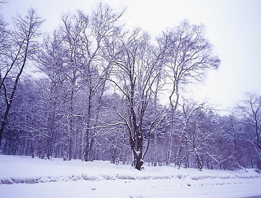포토 JPG 주간 나무 식물 설경 겨울 하늘 산 여러그루 풍경 사람없음 야외 눈 숲 국내포토 자연요소 계절 다수 날씨 파일형식