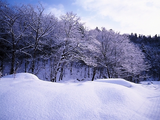 포토 JPG 주간 나무 식물 설경 겨울 하늘 산 여러그루 풍경 사람없음 야외 눈 숲 국내포토 자연요소 계절 다수 날씨 파일형식