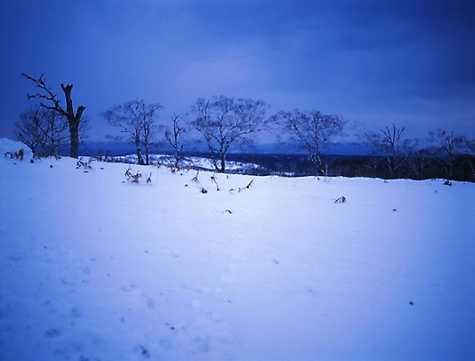 포토 JPG 주간 나무 식물 설경 겨울 하늘 풍경 초원 사람없음 야외 눈 국내포토 자연요소 계절 날씨 파일형식