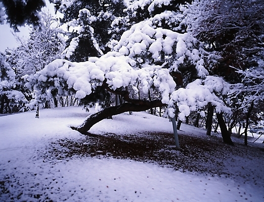 포토 JPG 주간 나무 식물 설경 겨울 하늘 여러그루 풍경 사람없음 야외 눈 소나무 국내포토 자연요소 계절 다수 날씨 파일형식