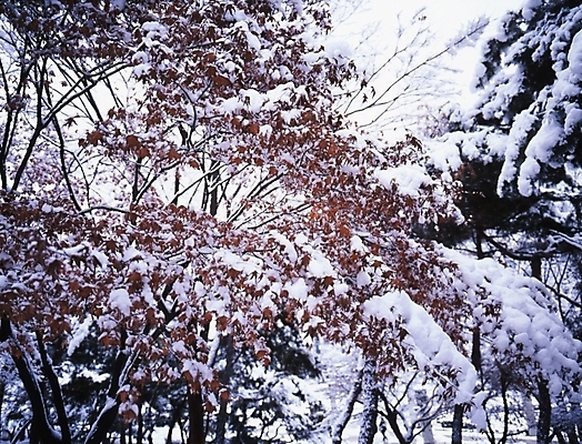 포토 JPG 주간 나무 식물 설경 겨울 하늘 단풍나무 여러그루 풍경 사람없음 야외 눈 국내포토 자연요소 계절 다수 단풍 날씨 파일형식