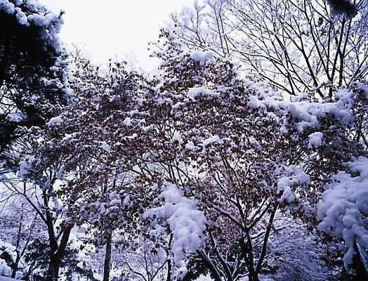 포토 JPG 주간 나무 식물 설경 겨울 하늘 단풍나무 여러그루 풍경 사람없음 야외 눈 국내포토 자연요소 계절 다수 단풍 날씨 파일형식