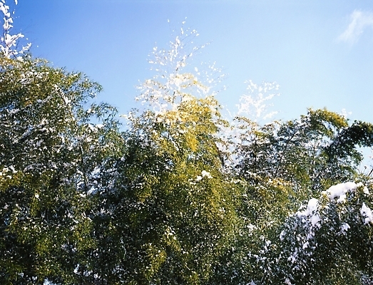 포토 JPG 주간 나무 식물 설경 겨울 하늘 나뭇잎 풍경 사람없음 야외 눈 국내포토 자연요소 계절 잎 날씨 파일형식