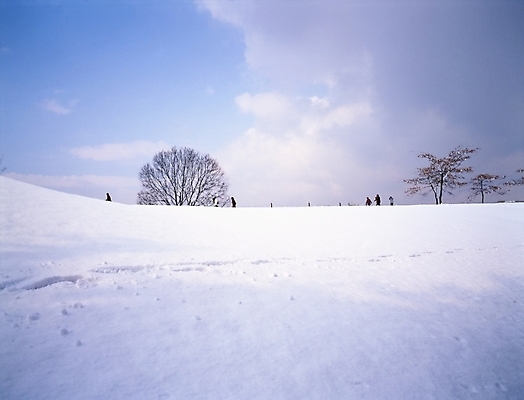 포토 JPG 주간 나무 식물 설경 겨울 하늘 풍경 초원 야외 눈 국내포토 자연요소 계절 날씨 파일형식