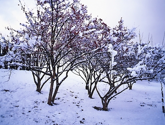 포토 JPG 주간 나무 식물 설경 겨울 여러그루 풍경 사람없음 야외 눈 산수유 국내포토 자연요소 계절 꽃 다수 날씨 파일형식