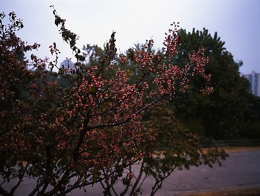 포토 JPG 주간 나무 식물 하늘 풍경 사람없음 야외 산수유 국내포토 자연요소 꽃 파일형식
