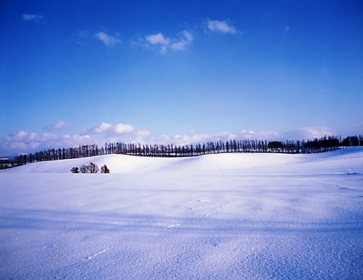 포토 JPG 주간 나무 구름 설경 겨울 하늘 풍경 초원 사람없음 야외 눈 국내포토 자연요소 식물 계절 날씨 파일형식