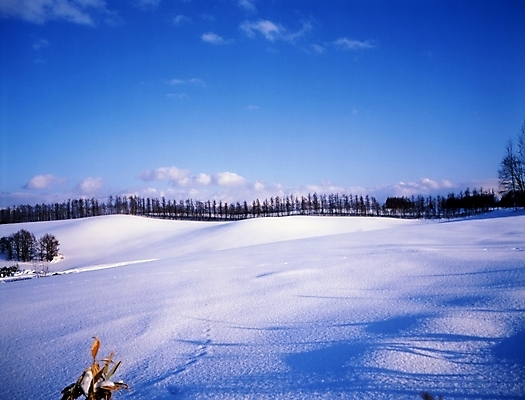 포토 JPG 주간 나무 구름 설경 겨울 하늘 풍경 초원 사람없음 야외 눈 국내포토 자연요소 식물 계절 날씨 파일형식